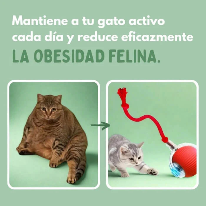 PetRunner: Diversión interactiva para tu mascota
