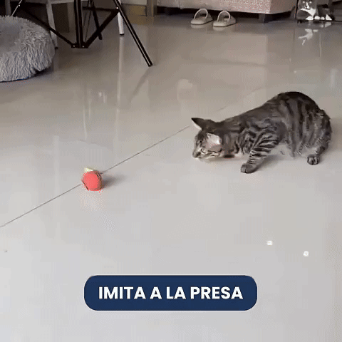 Encabezado
